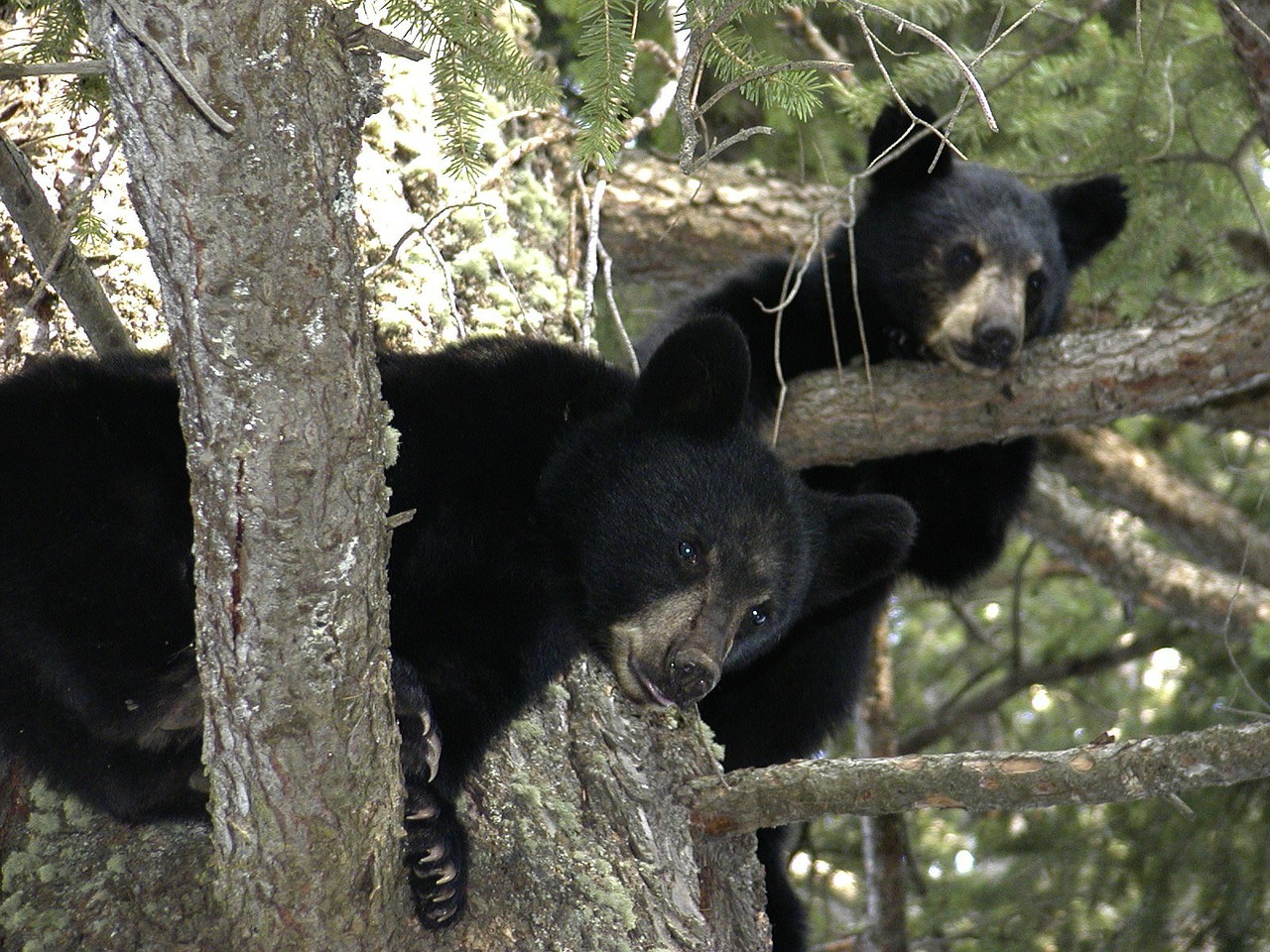 bear cubs animal black free photo