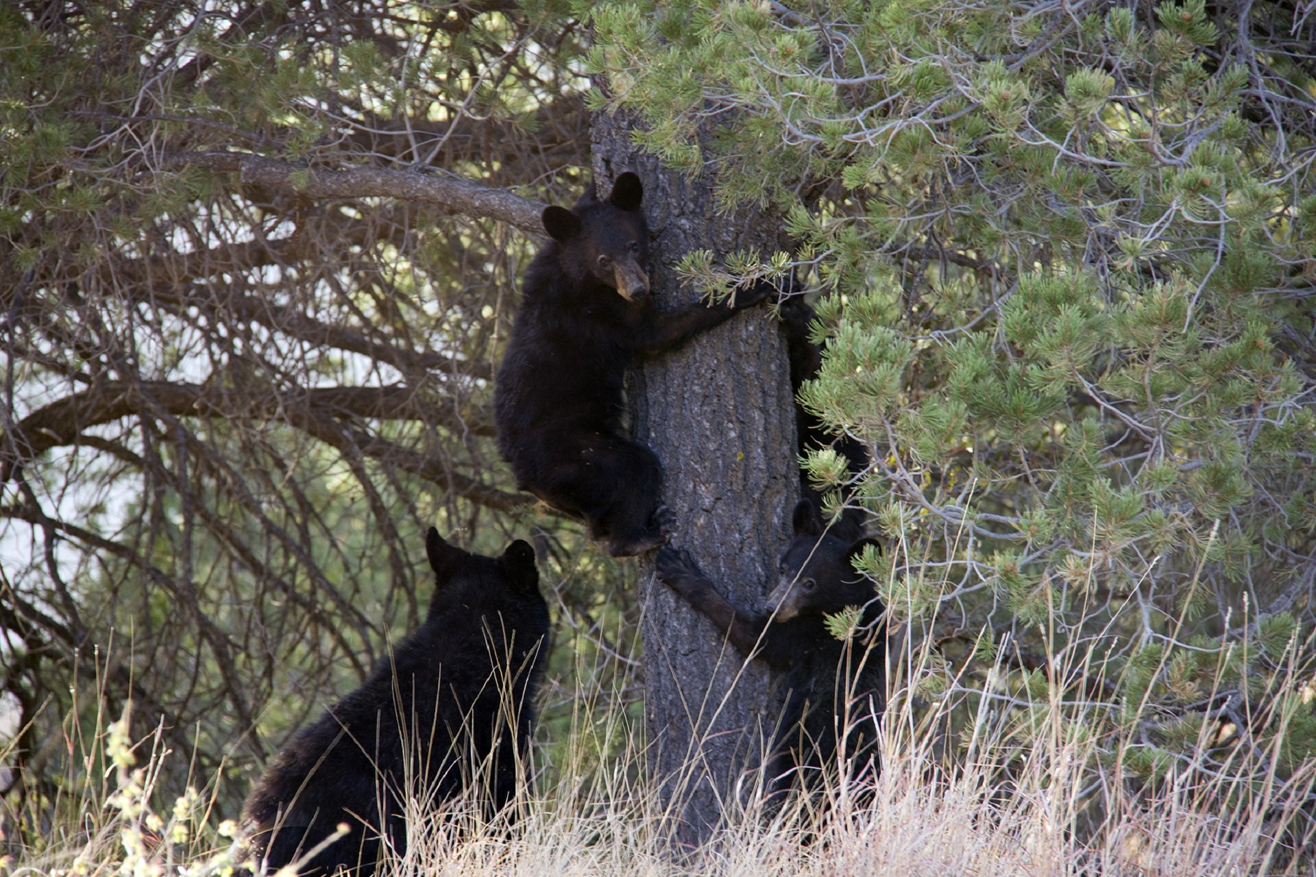 bears cubs black free photo