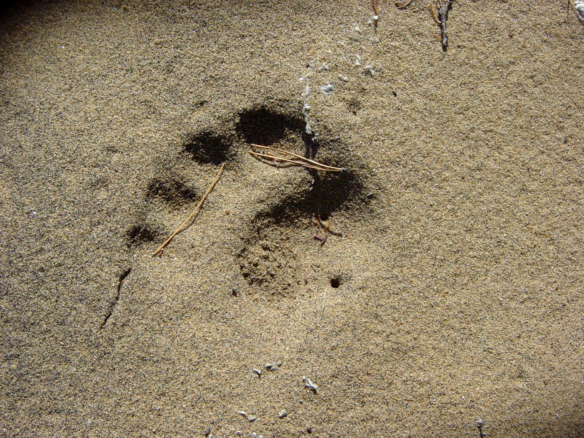 bear footprint sand free photo