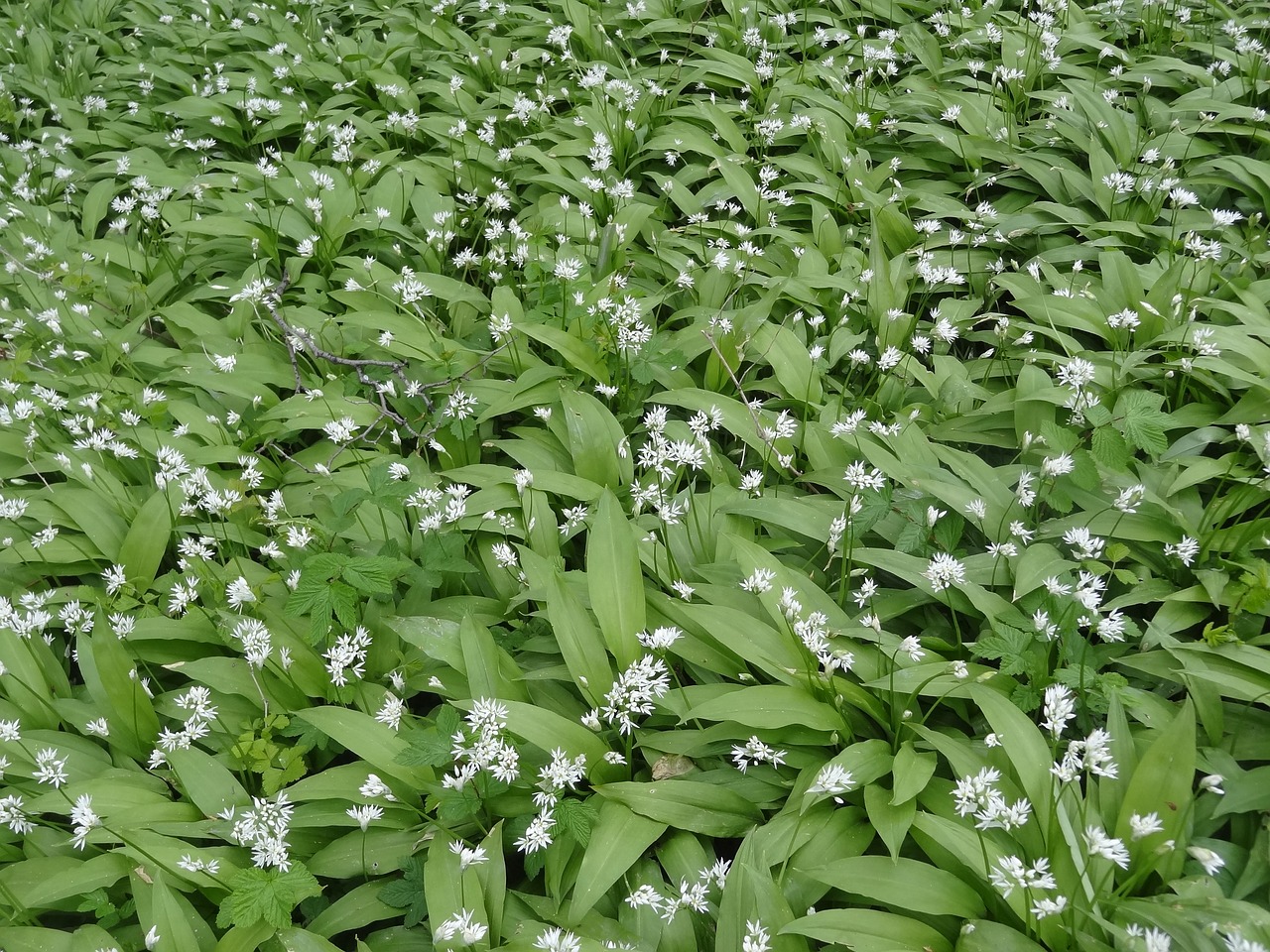 bear garlic undergrowth green free photo