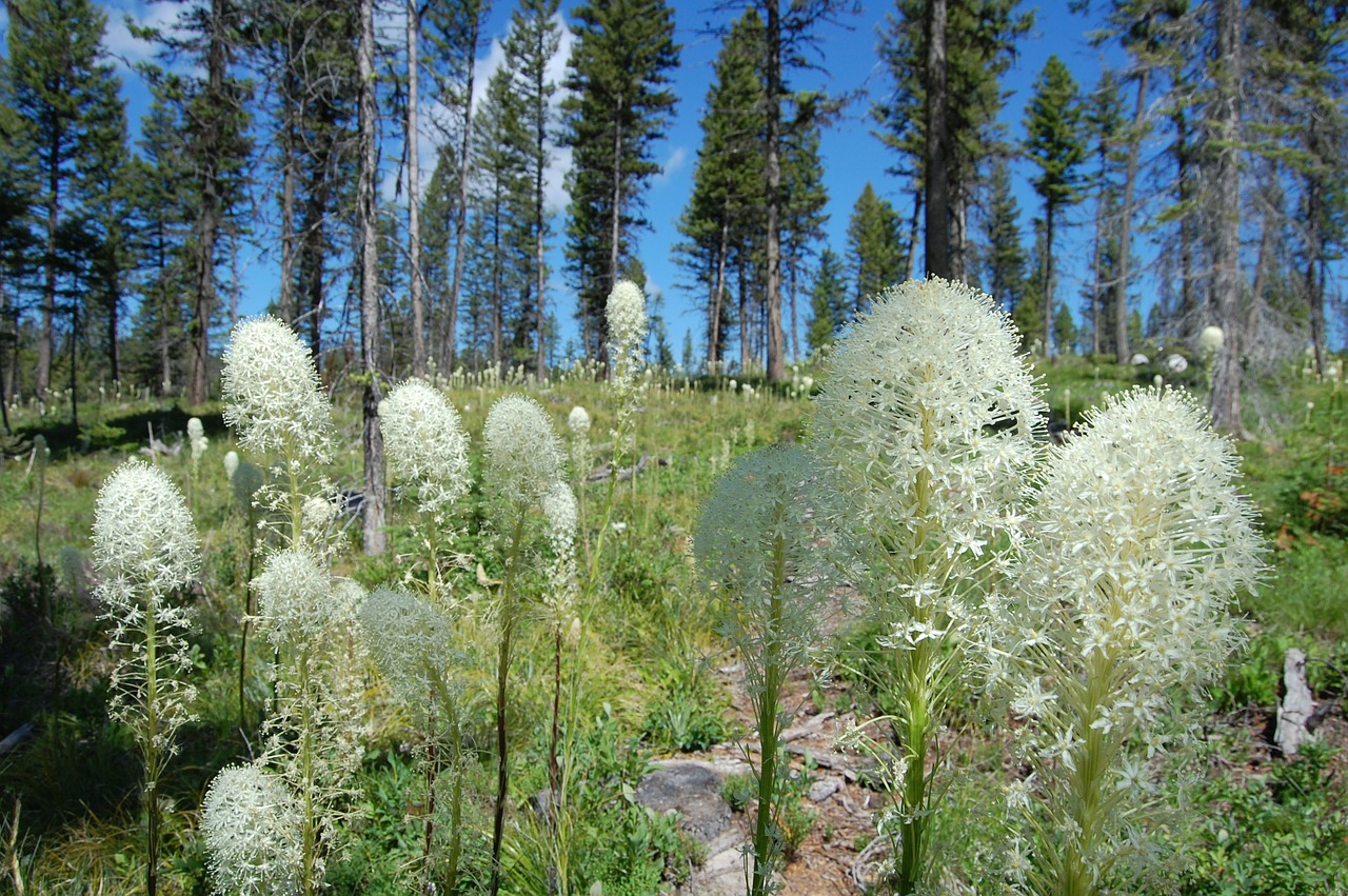 bear grass montana garnet montana free photo