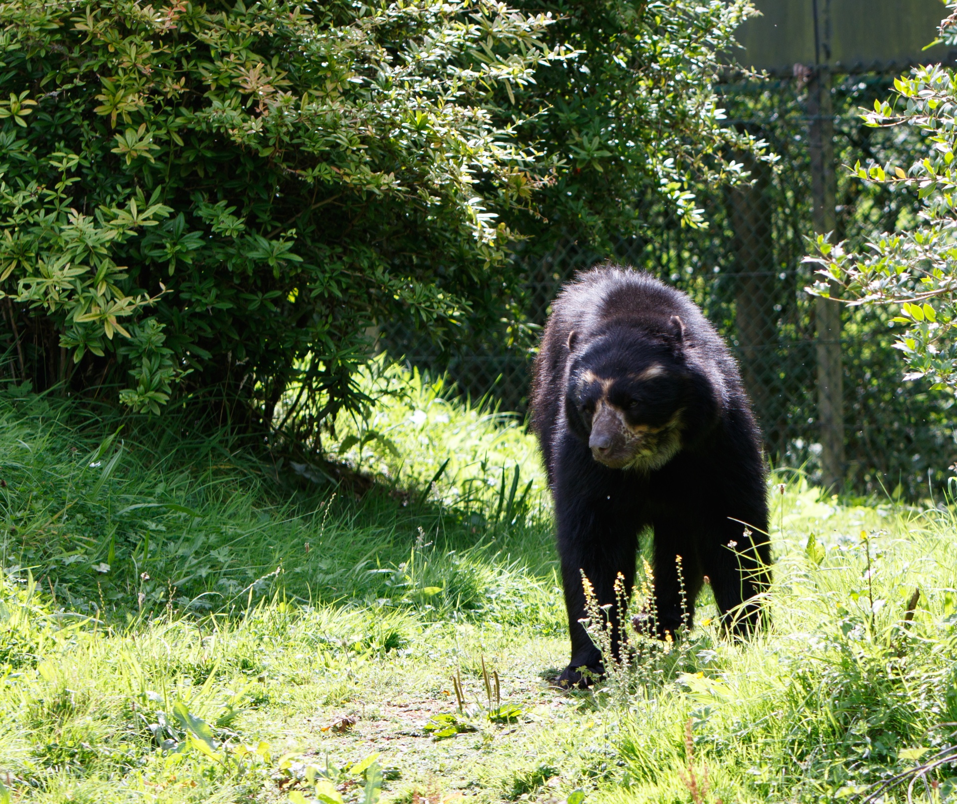 bear spectacled bear andean bear free photo