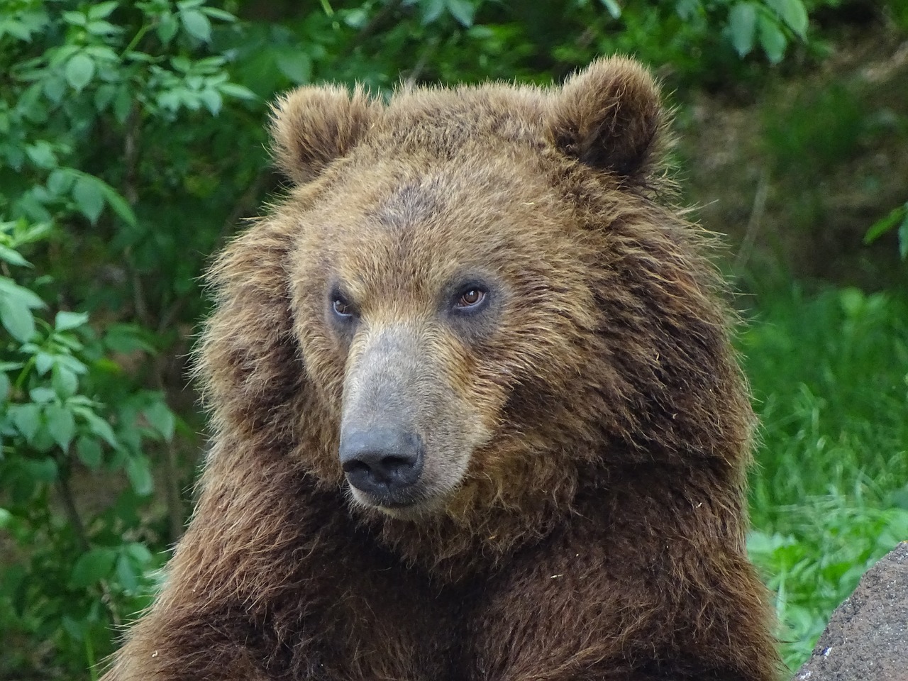 bear kamchatka  zoo brno  animals free photo