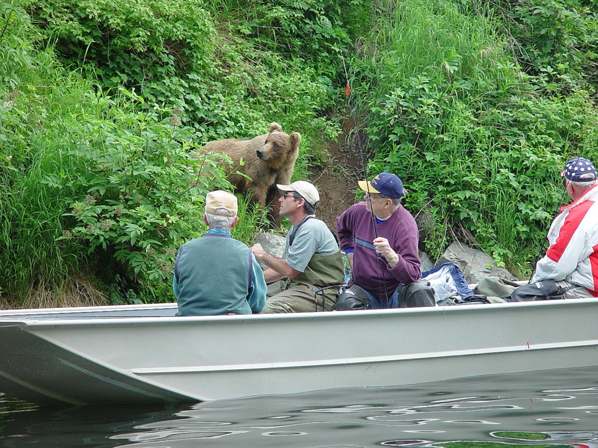 bear fishing alaska free photo