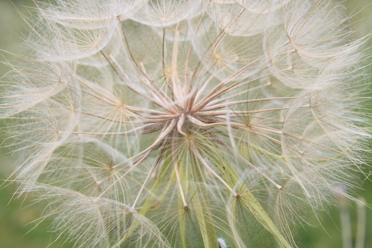 beard dandelion giant free photo