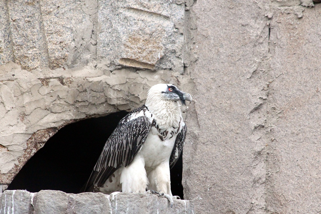 bearded vulture gypaetus barbatus free photo