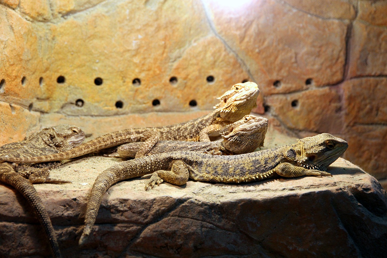 bearded agam  lizards  pogona vitticeps free photo