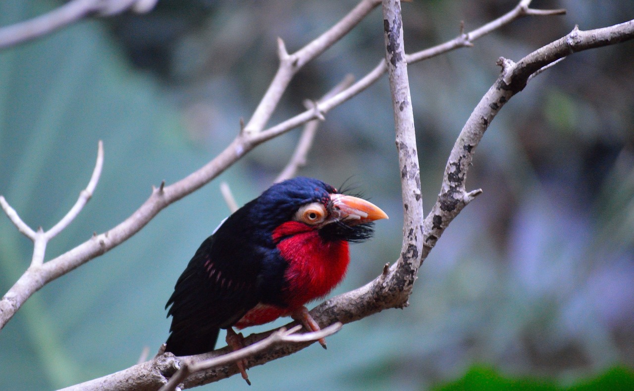 bearded barbet exotic colorful free photo