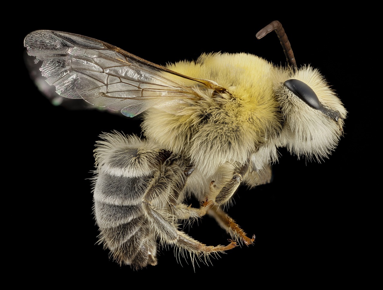 bearded bee macro insect free photo