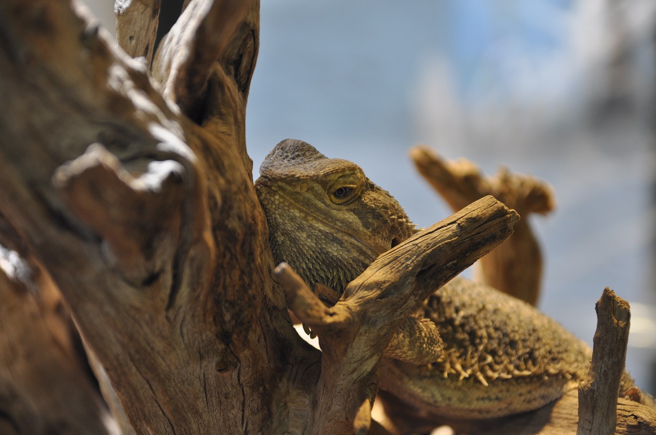 bearded dragon reptile terrarium free photo