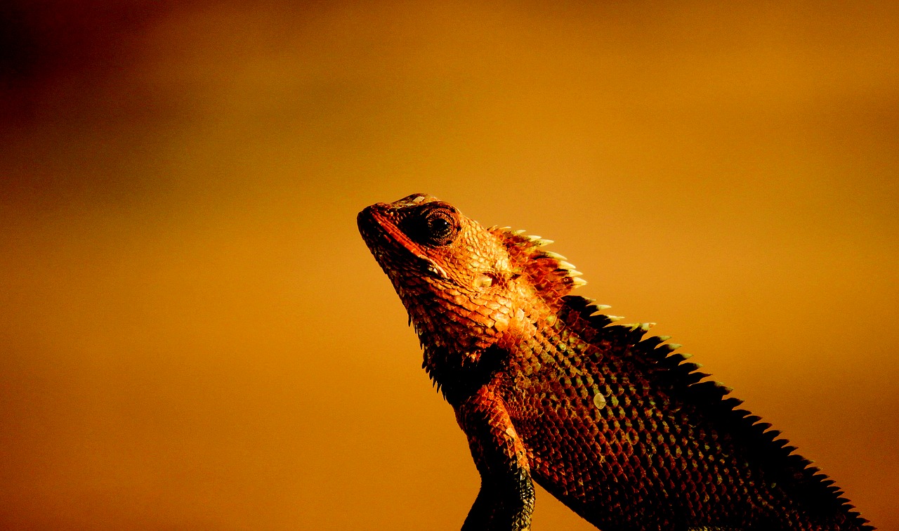 bearded dragon lizard bearded free photo