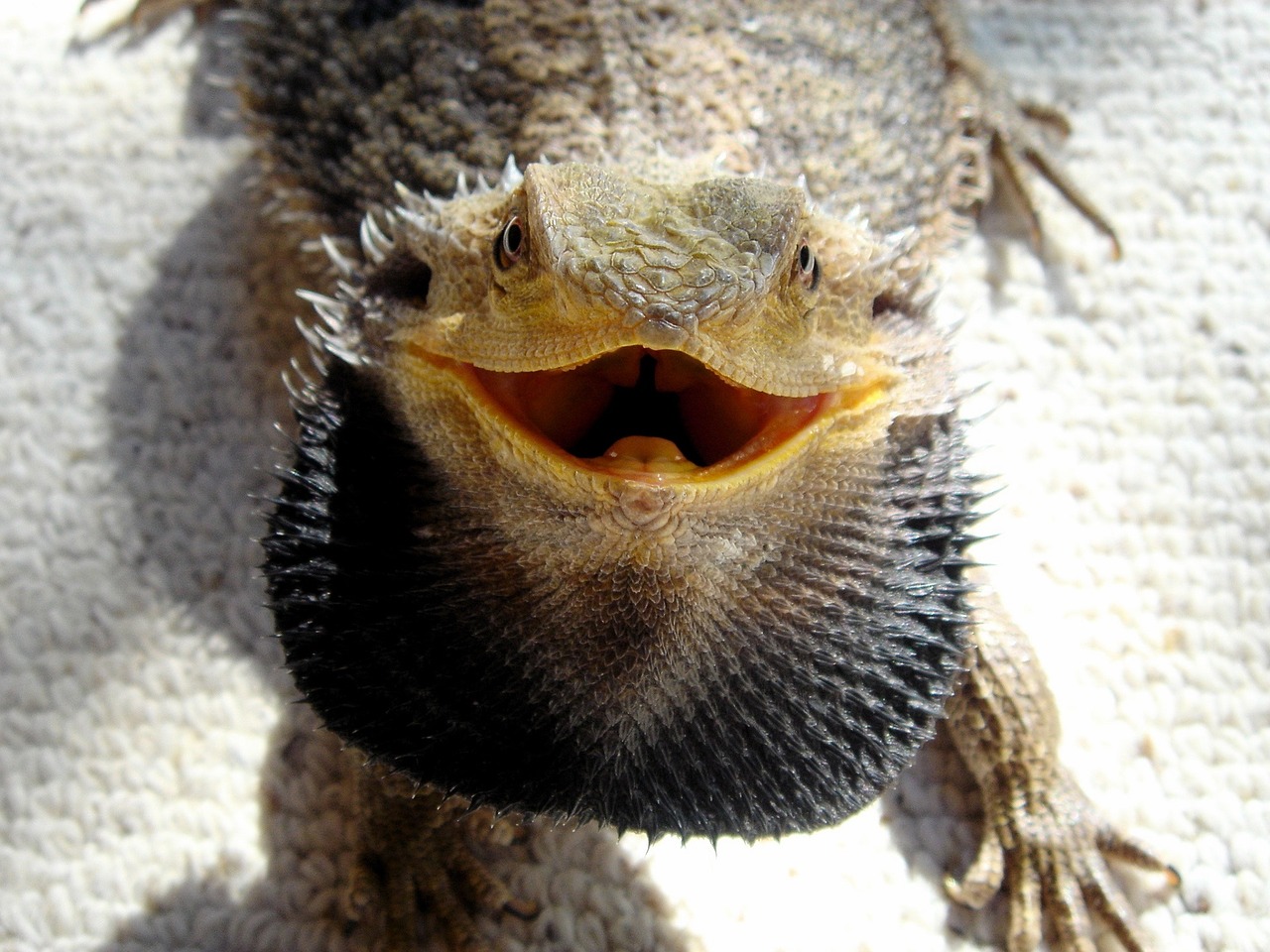 bearded dragon portrait head free photo