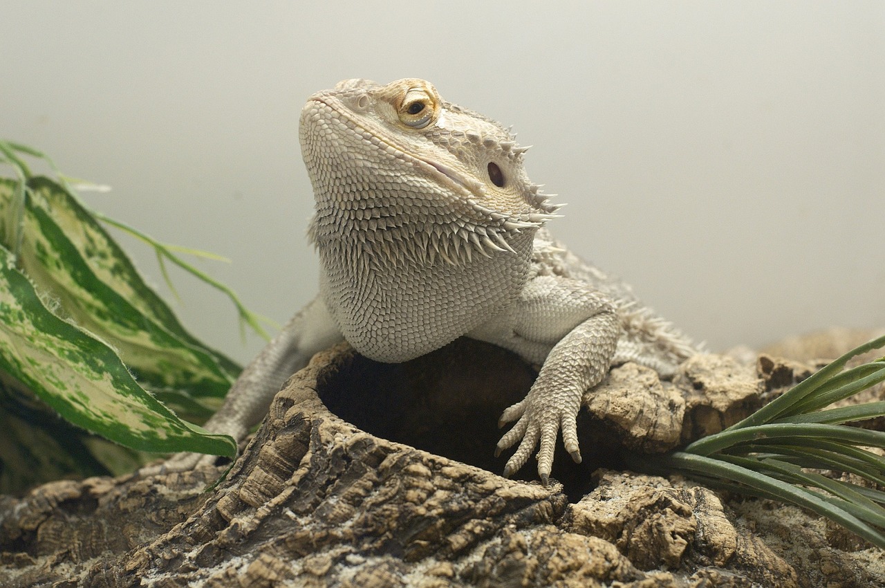 bearded dragon lizard pogona free photo