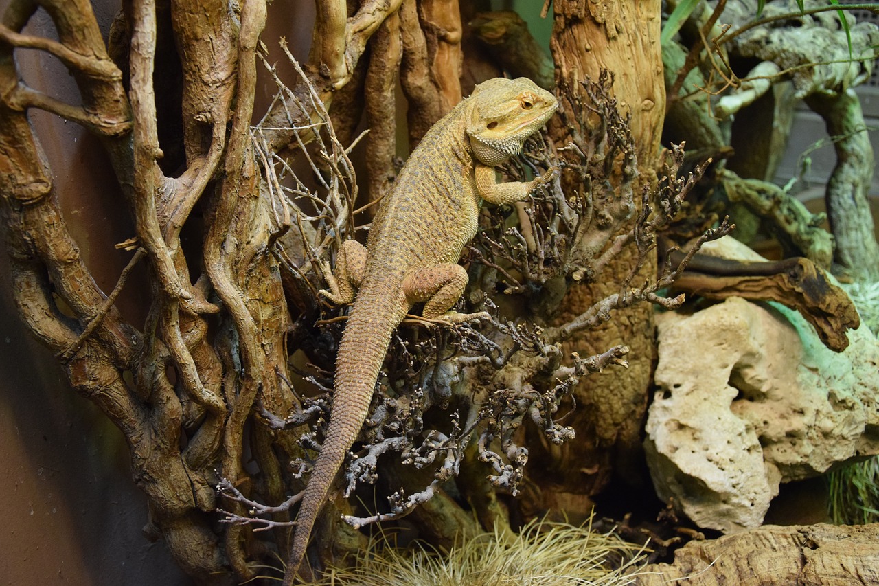 bearded dragon reptile terrarium free photo