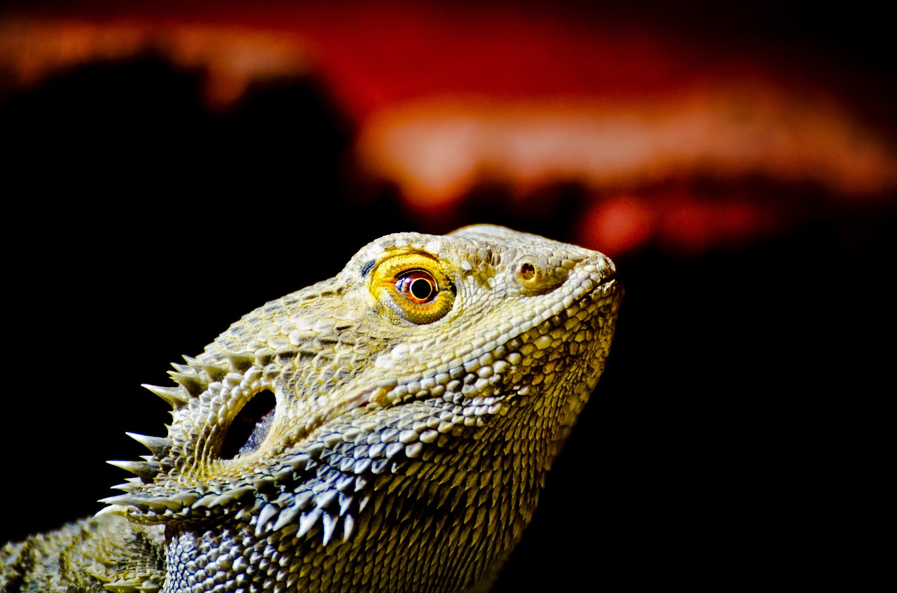 bearded dragon lizard terrarium free photo