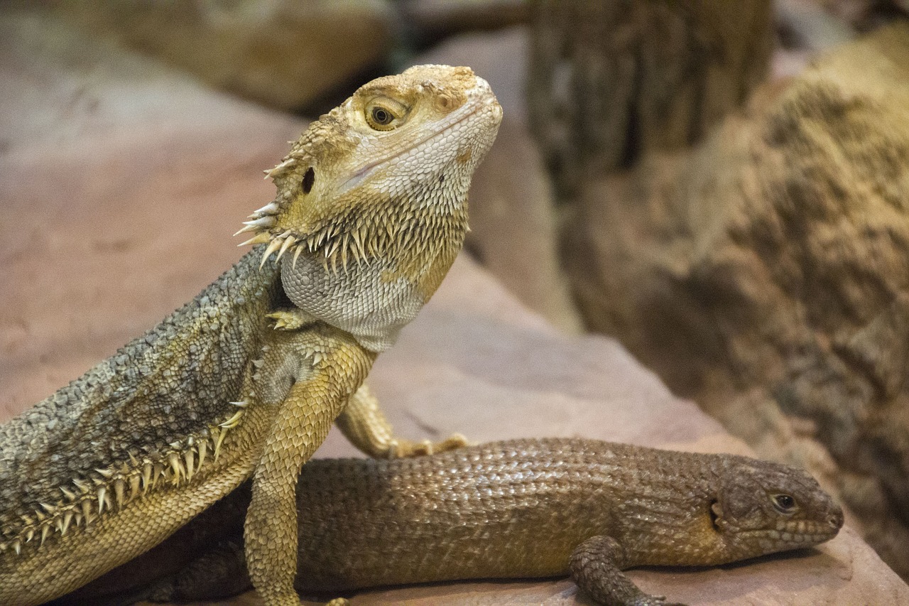 bearded dragon lizards reptile free photo