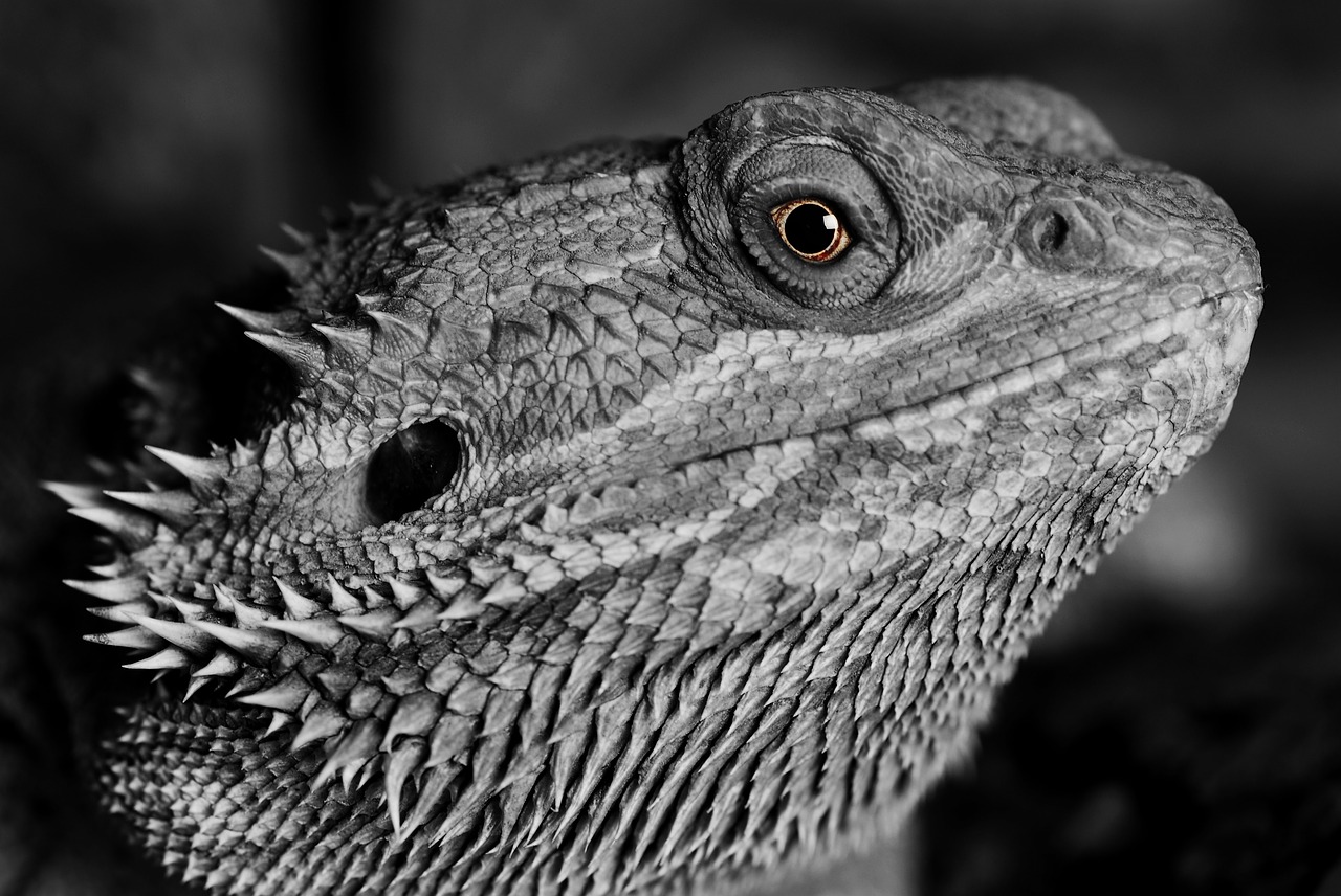 bearded dragon animal lizard free photo