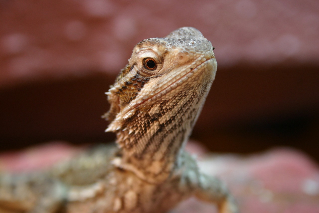 bearded dragon reptile lizard free photo