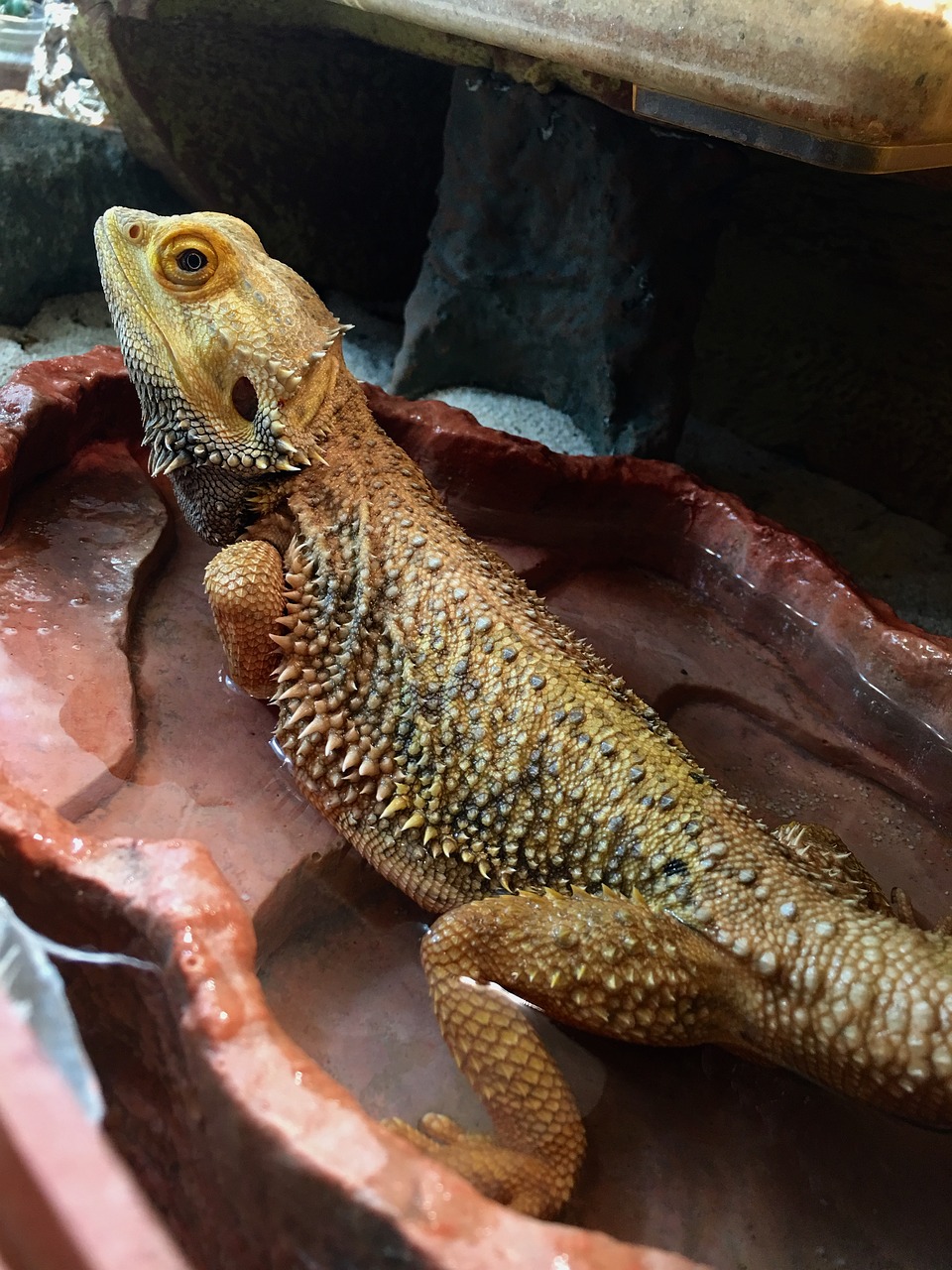 bearded dragon water bath reptile free photo