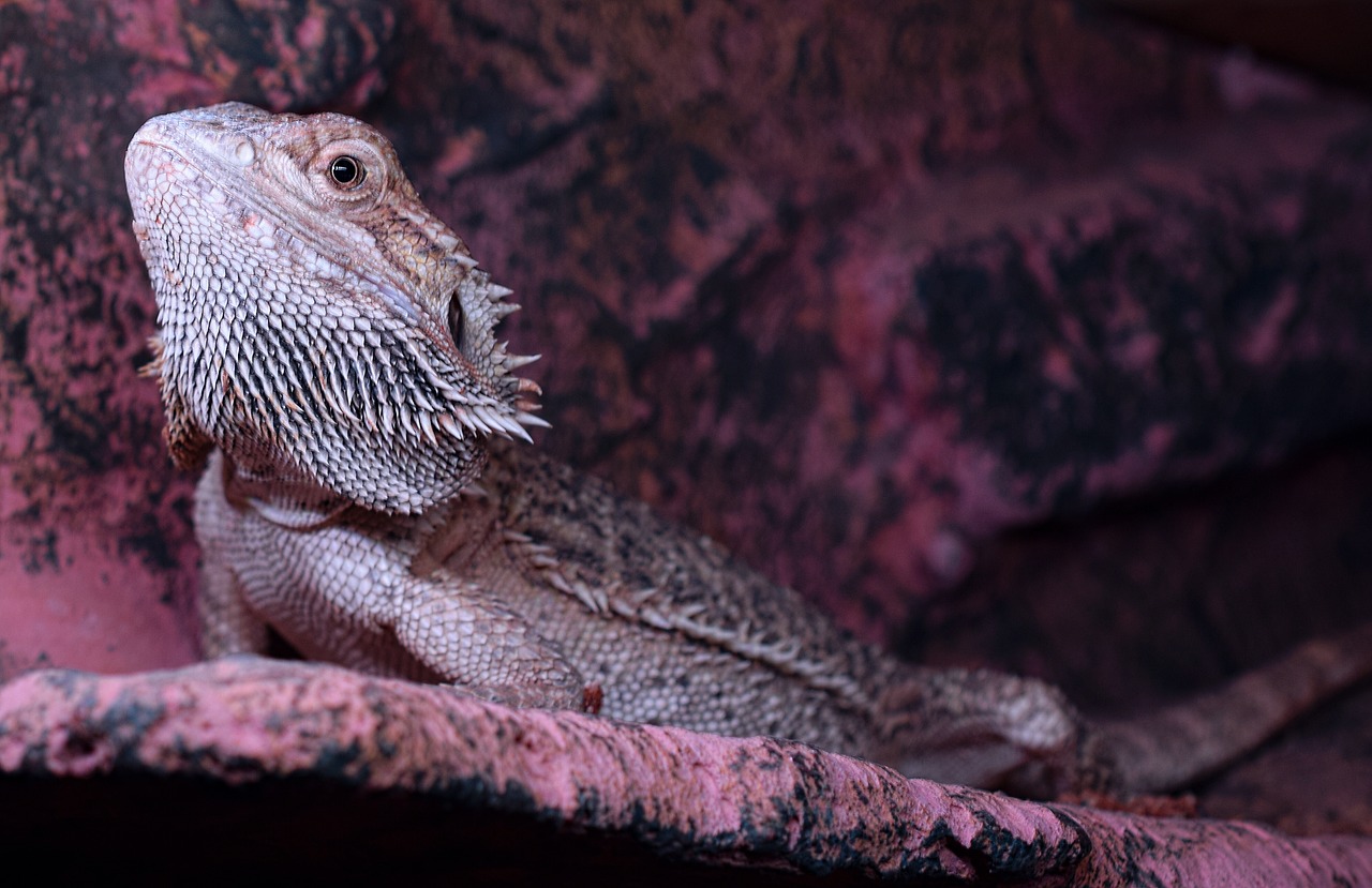 bearded dragon spur head free photo