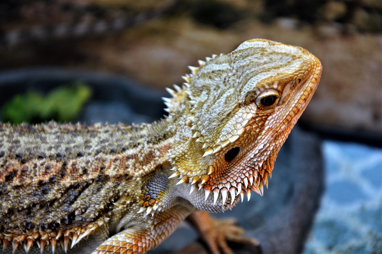 bearded dragon  lizard  sharp free photo
