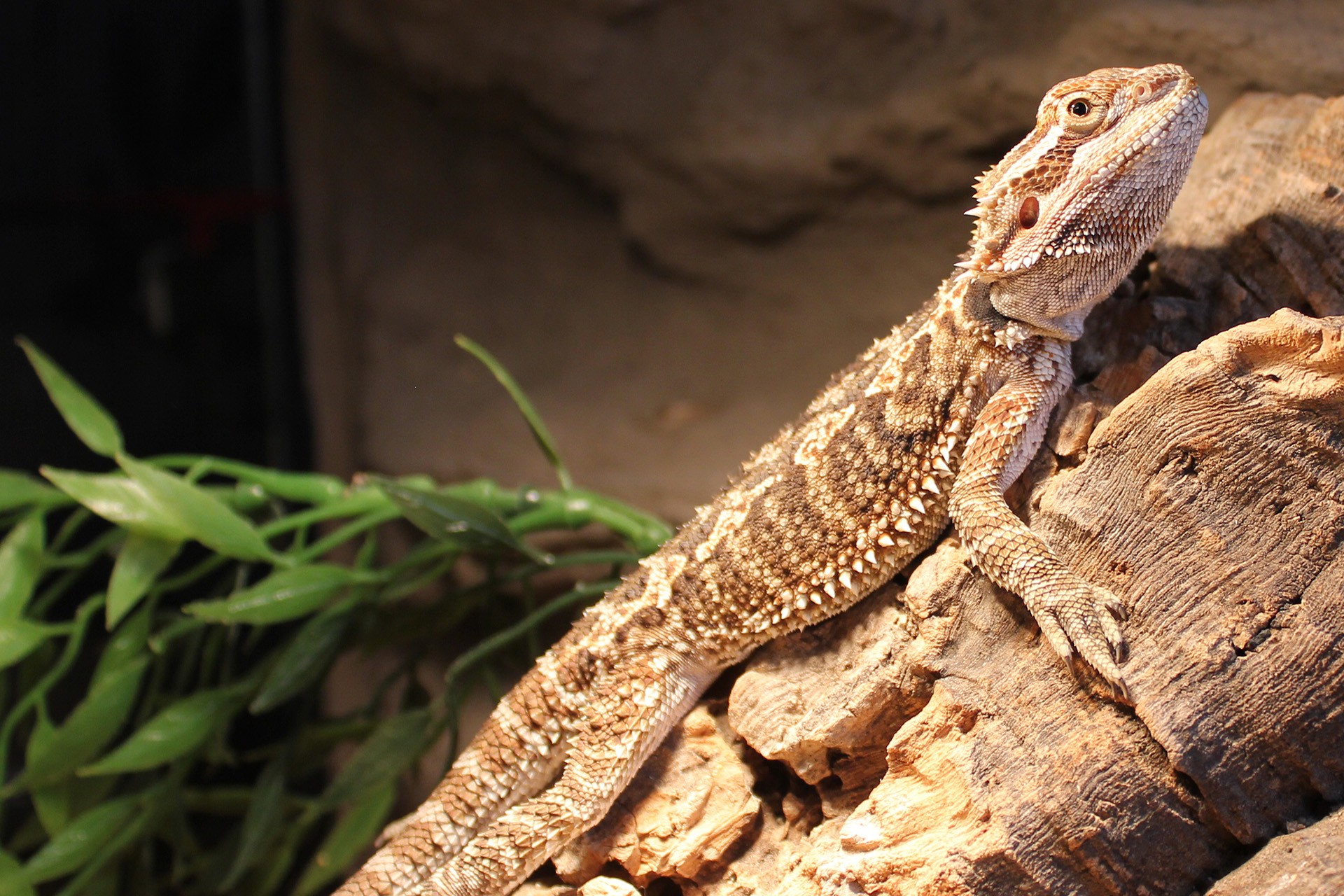 bearded dragon bearded dragon on tree bark free photo