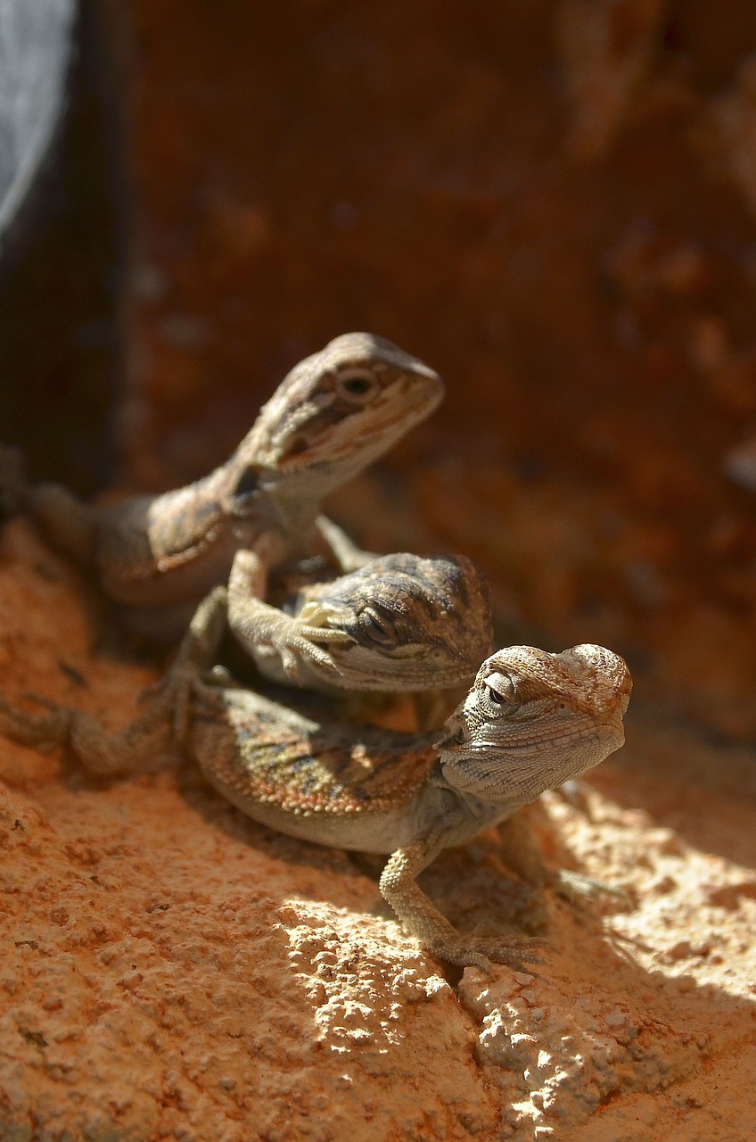 bearded dragons babies young animals free photo