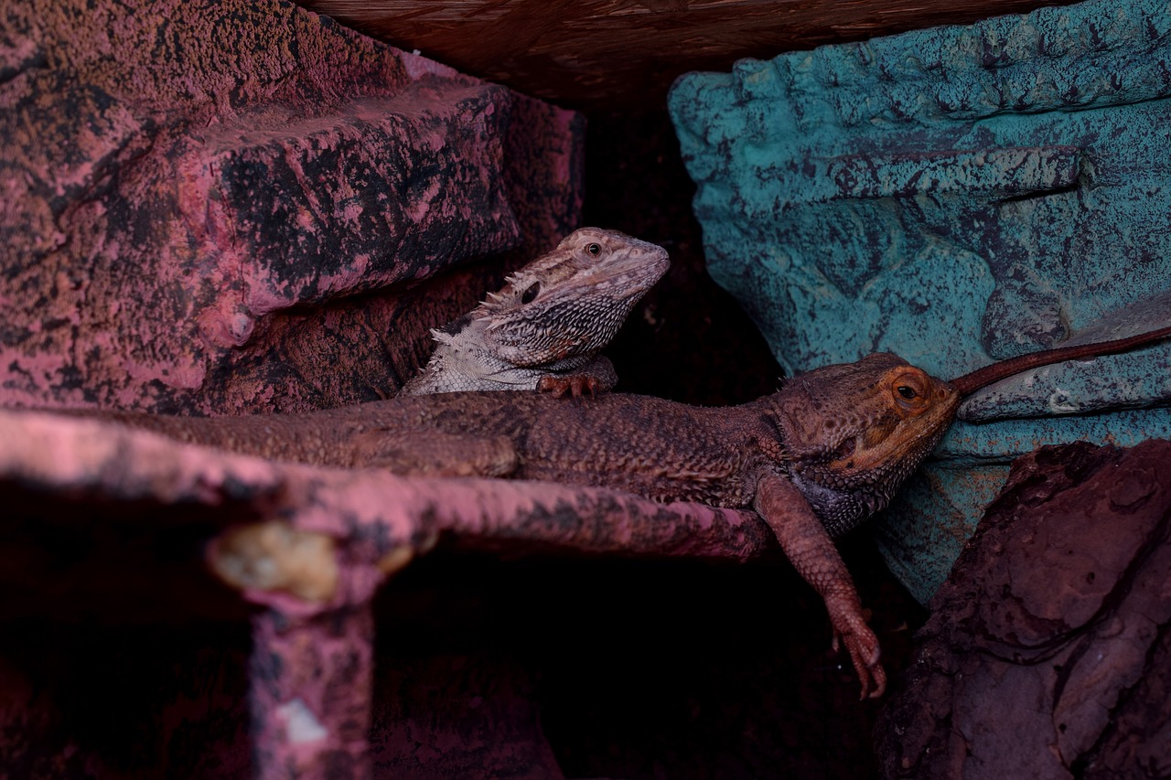 bearded dragons agame tired free photo