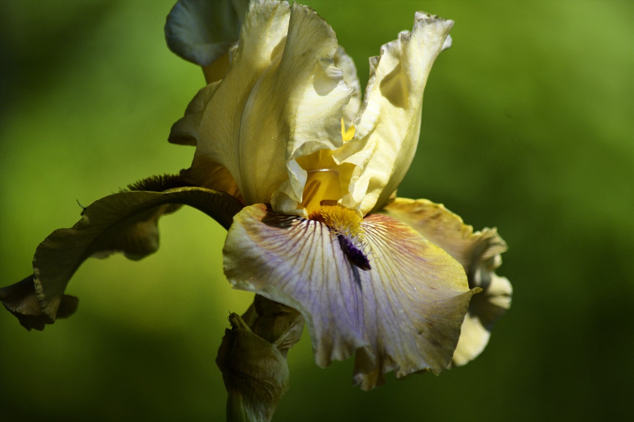 bearded iris tan iris garden free photo
