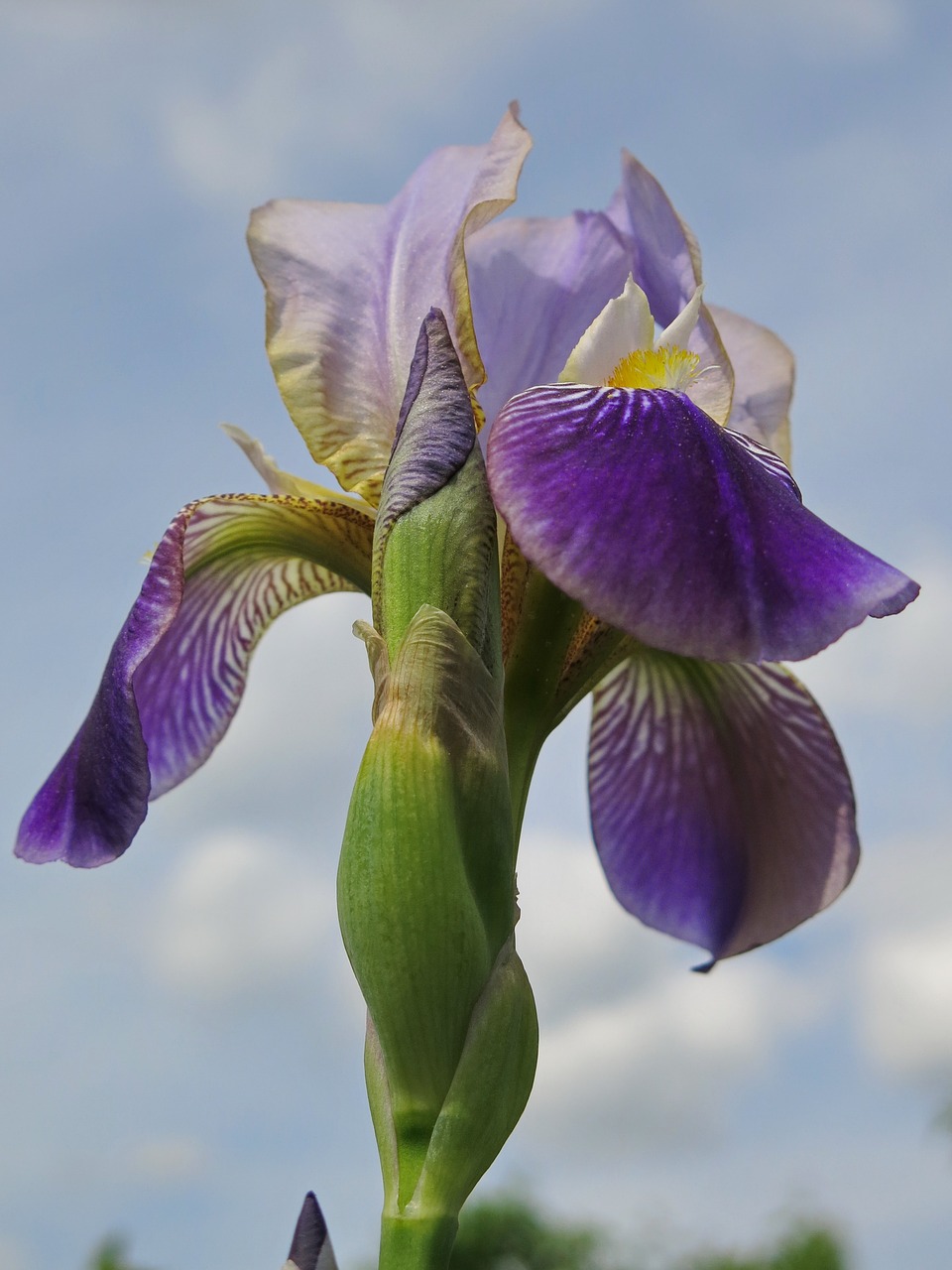 bearded iris iris flower free photo