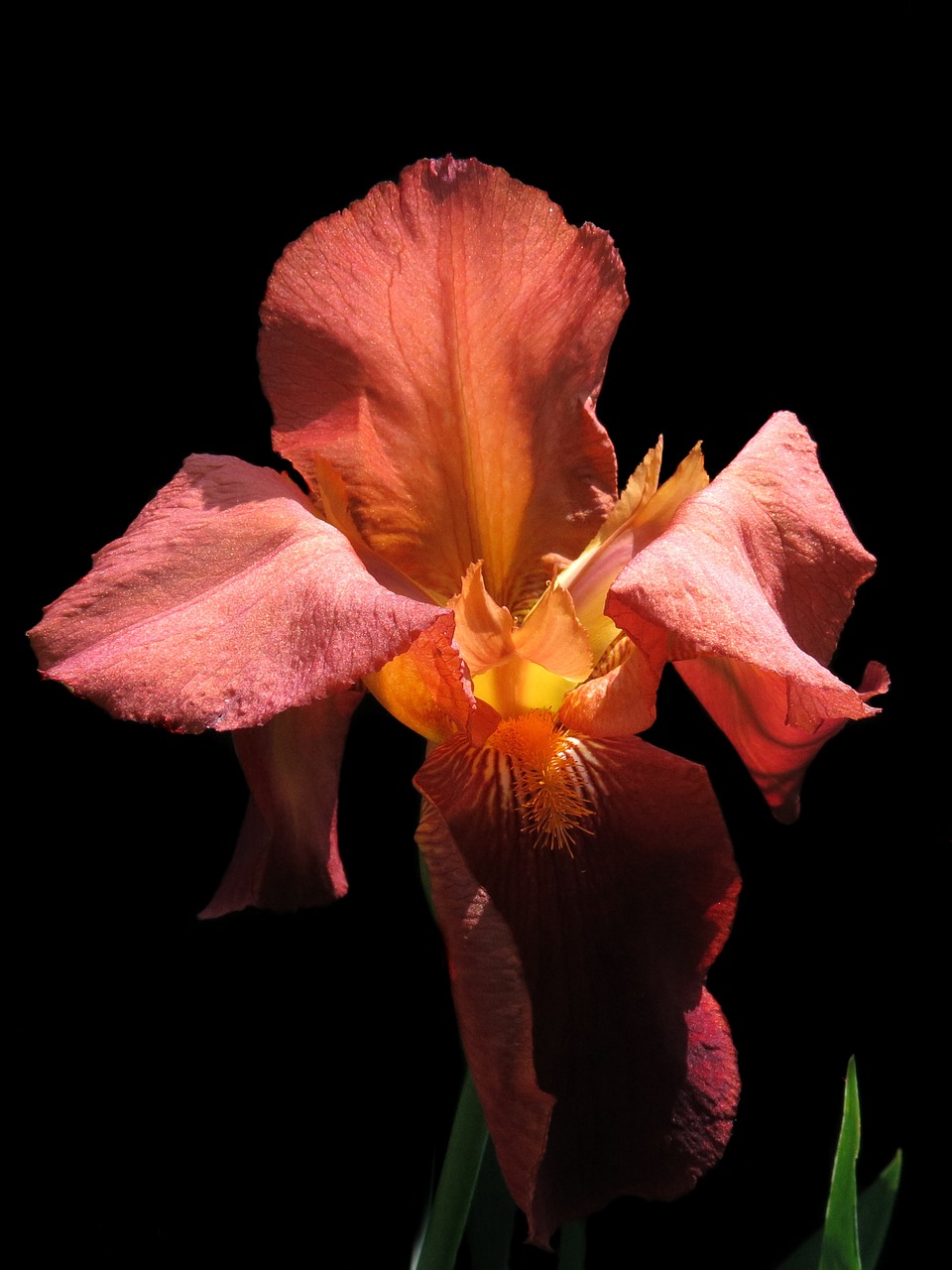 bearded iris  red flower  iris free photo