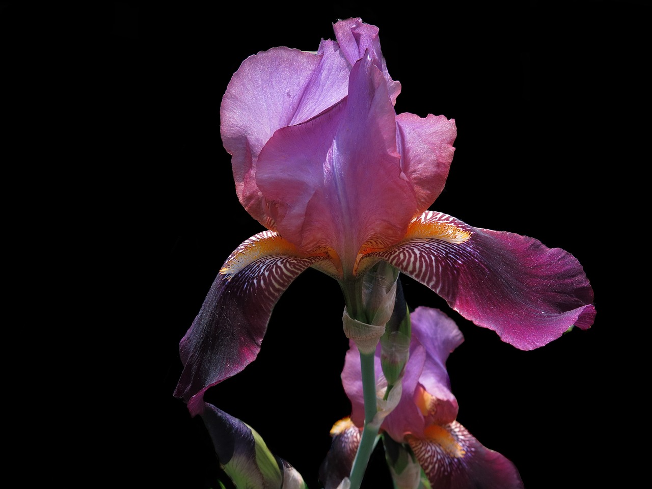 bearded iris  red flower  purple free photo