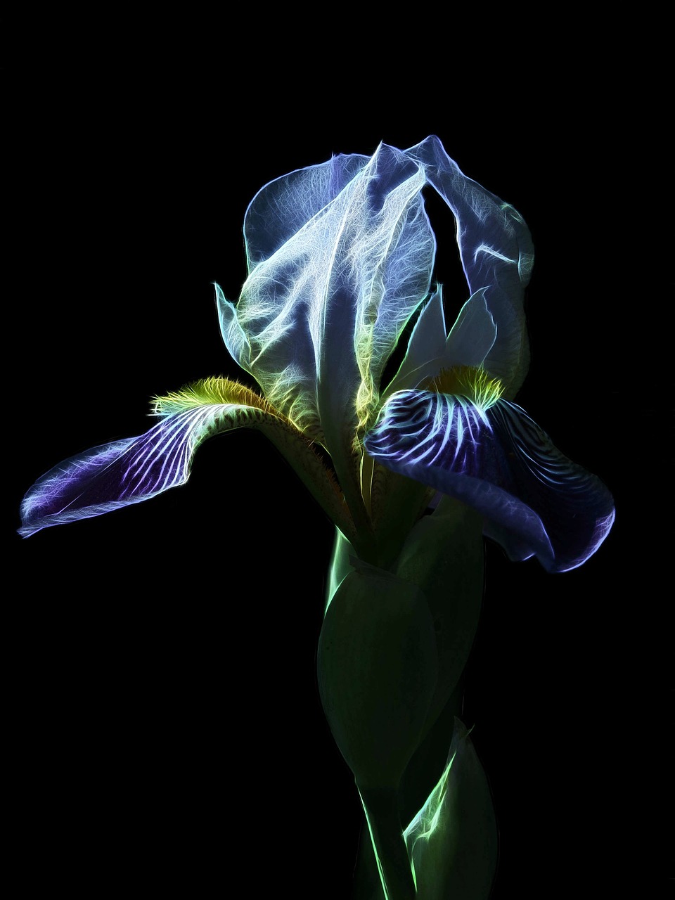 bearded iris  medium-high beard iris  iris free photo