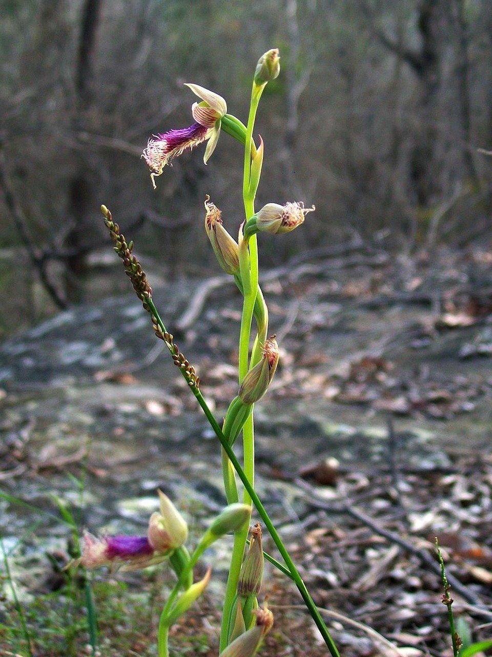 bearded orchid flower plant free photo