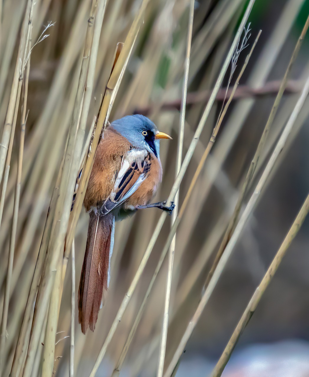 bearded-reedling  bird  wing free photo