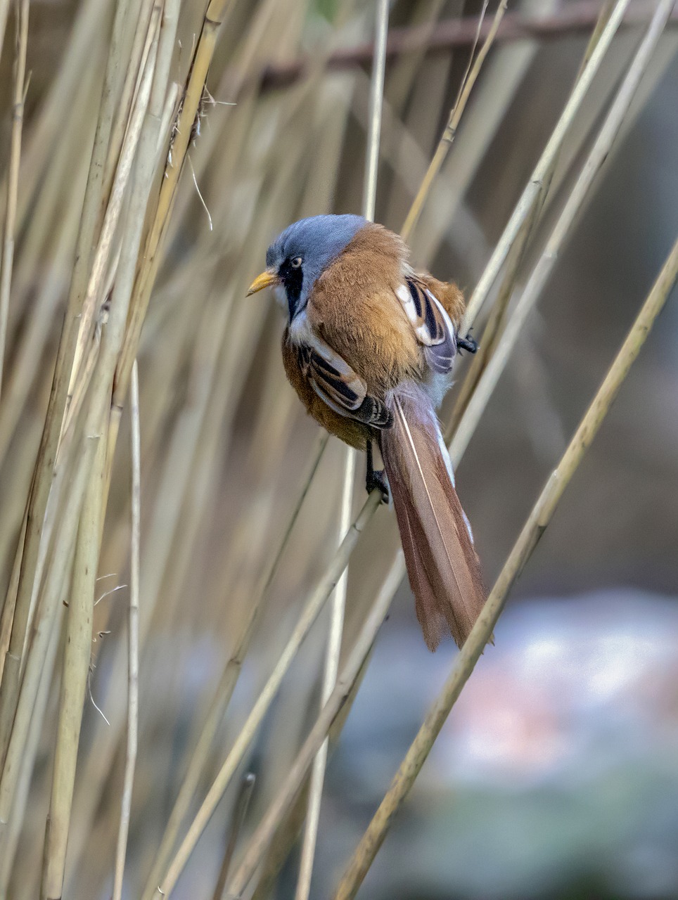 bearded-reedling  bird  wing free photo