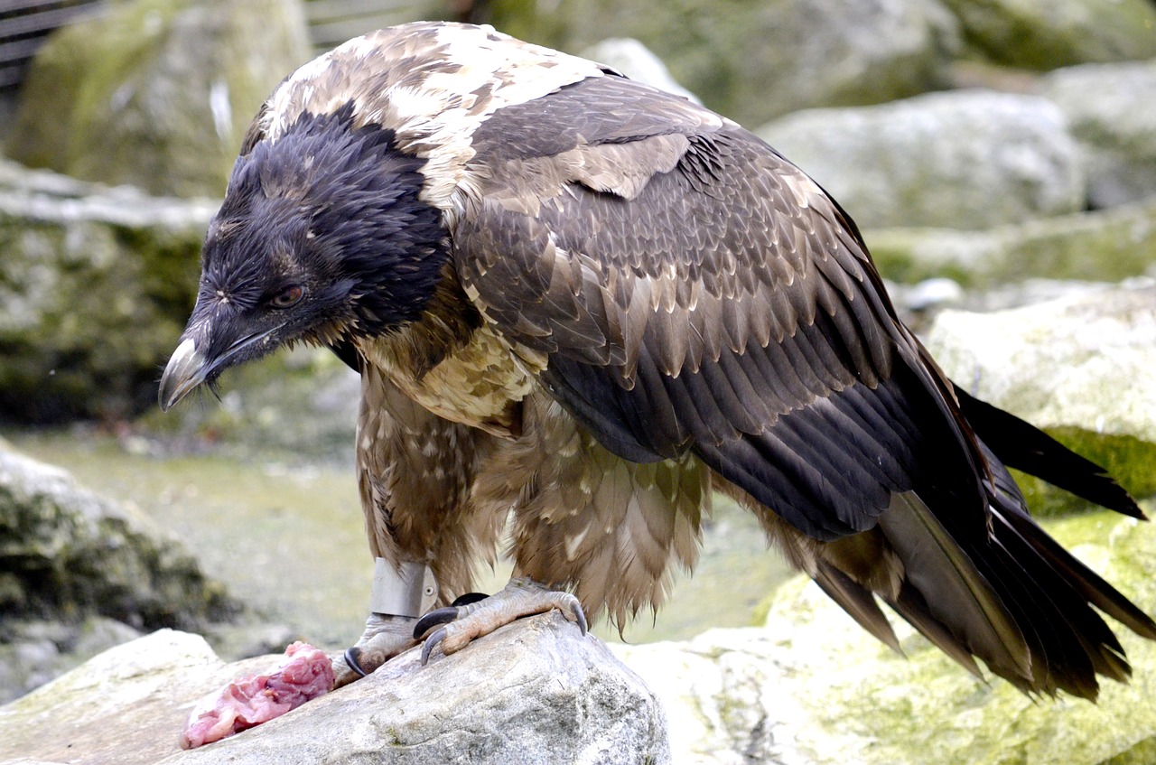 bearded vulture bird of prey eat free photo