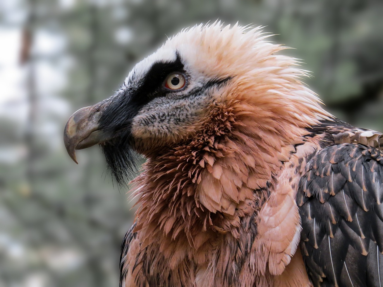 bearded vulture vulture head free photo