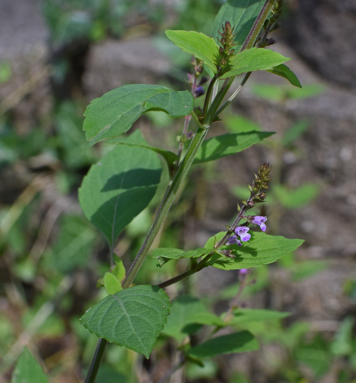 beardtongue wildflower flower free photo