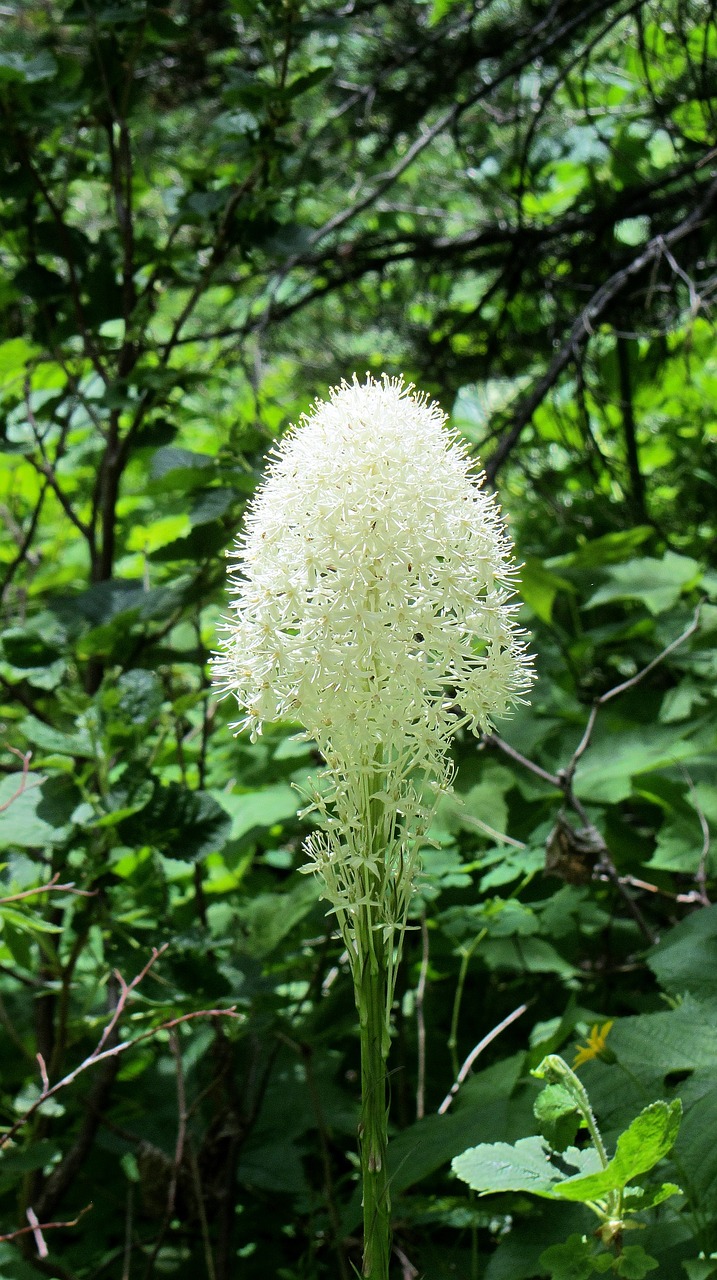 beargrass white flower wild flower free photo