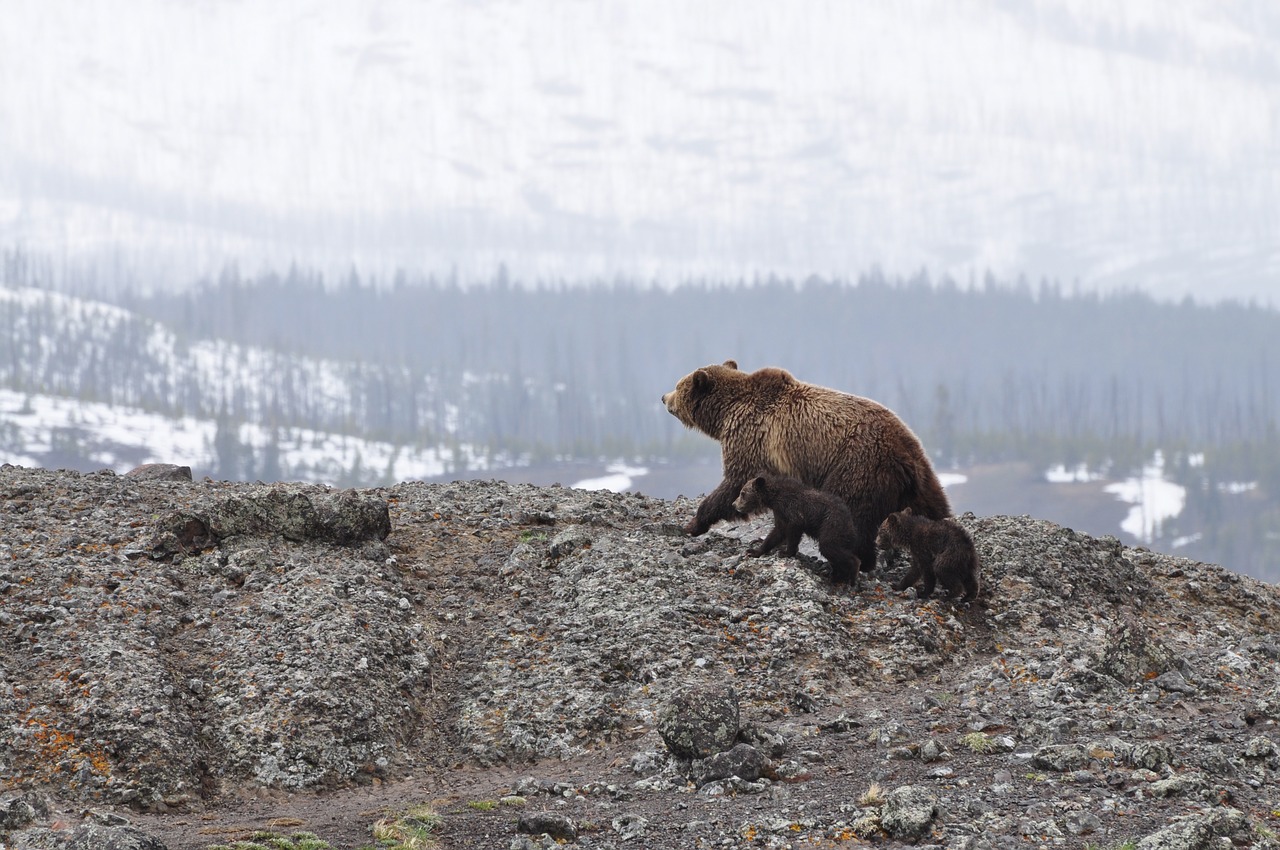 bears cubs wildlife free photo