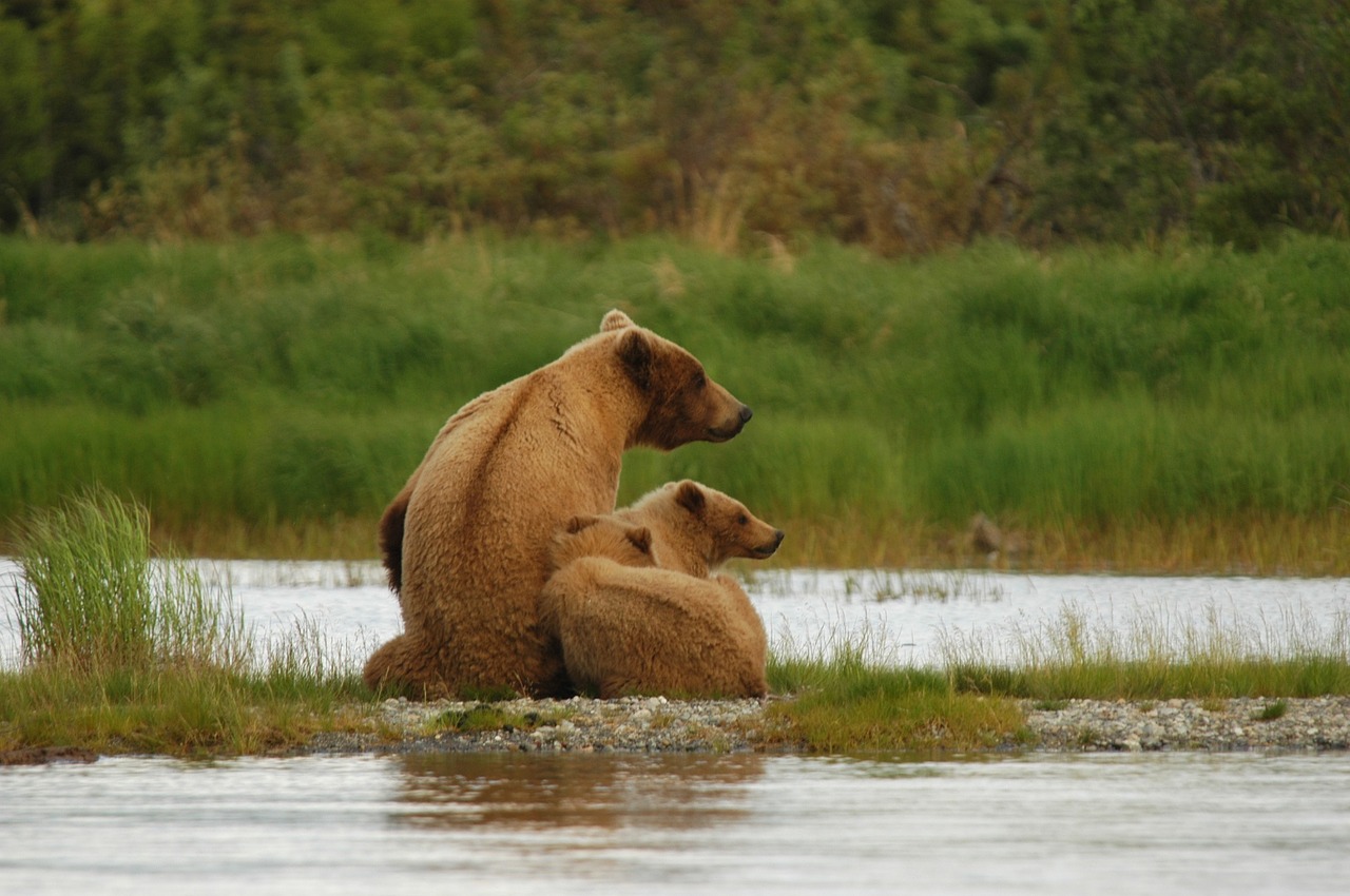 bears adult cubs free photo