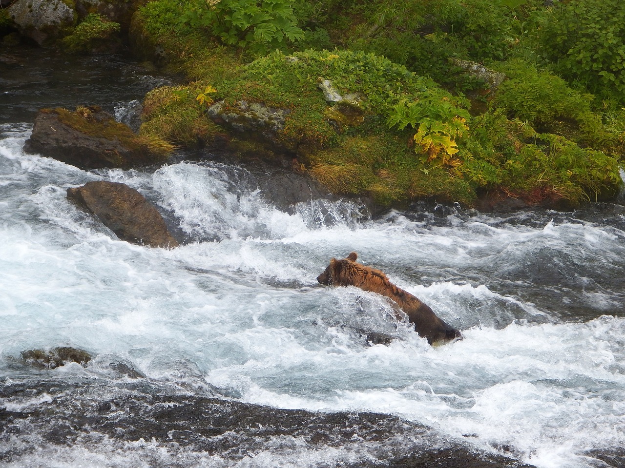 bears brown kamchatka bear free photo