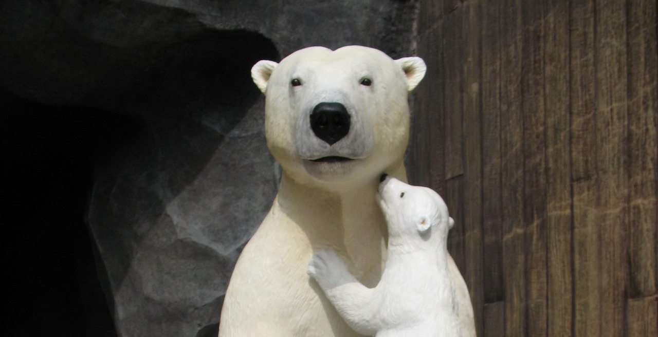 bears polar bears mother bear free photo