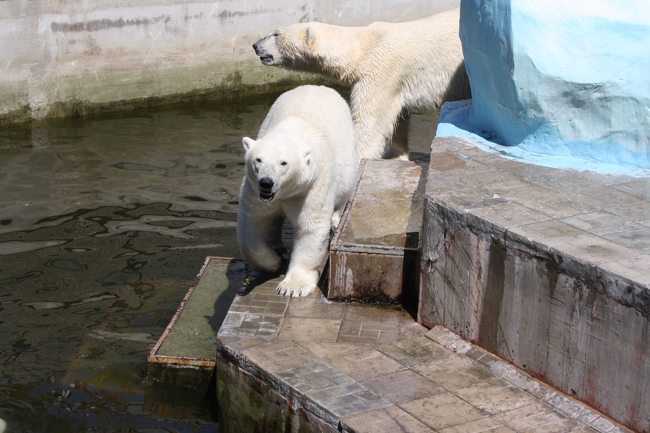 bears zoo polar bears free photo