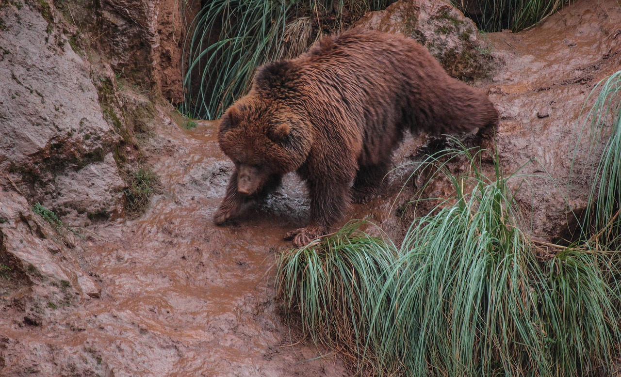 bears mud fauna free photo