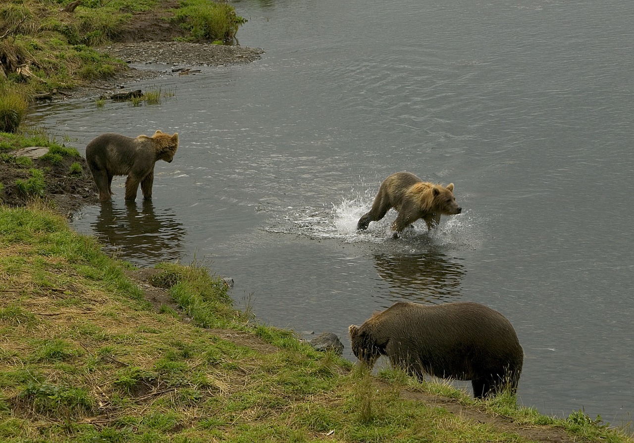 bears female sow free photo