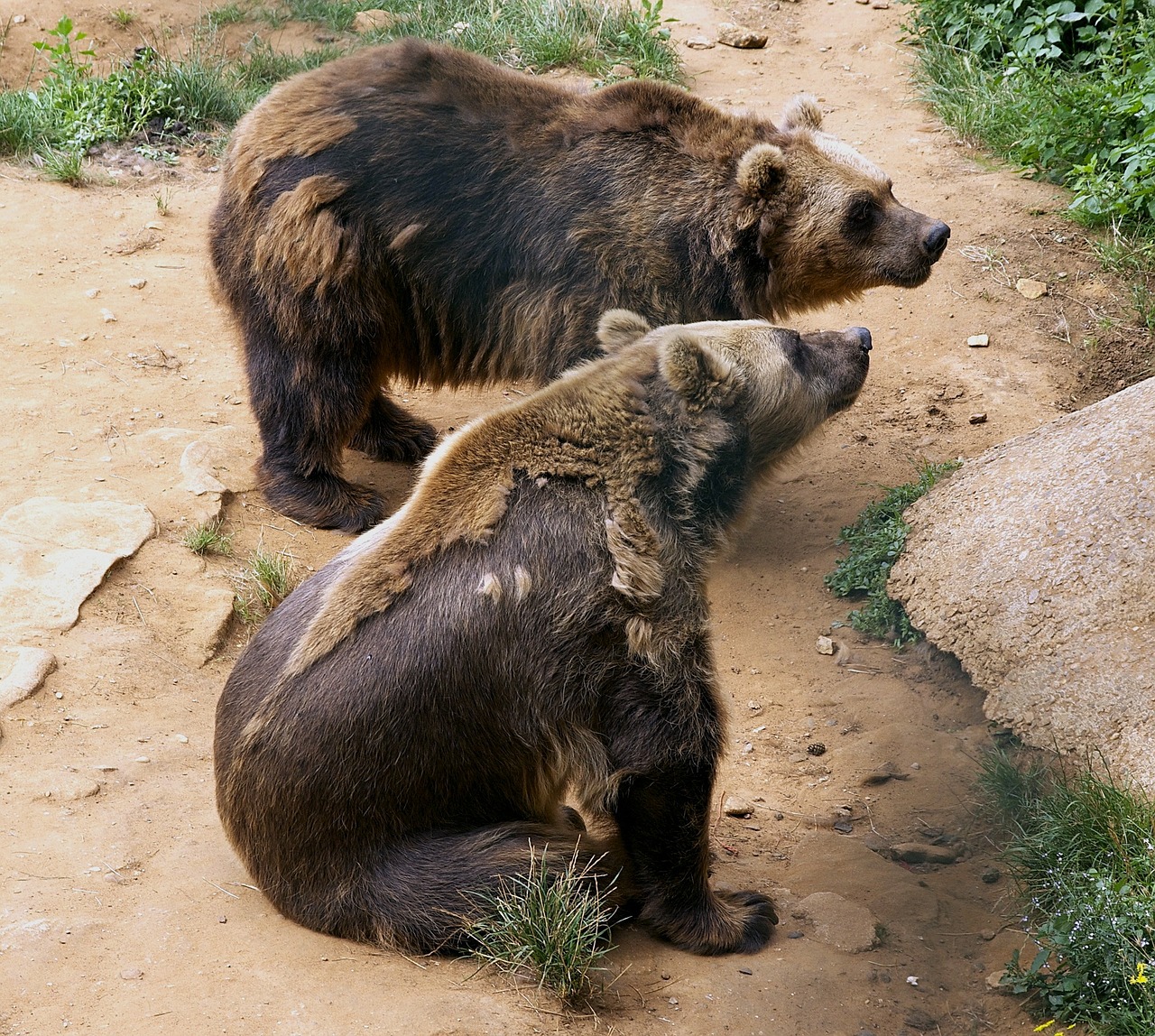 bears zoo shedding free photo