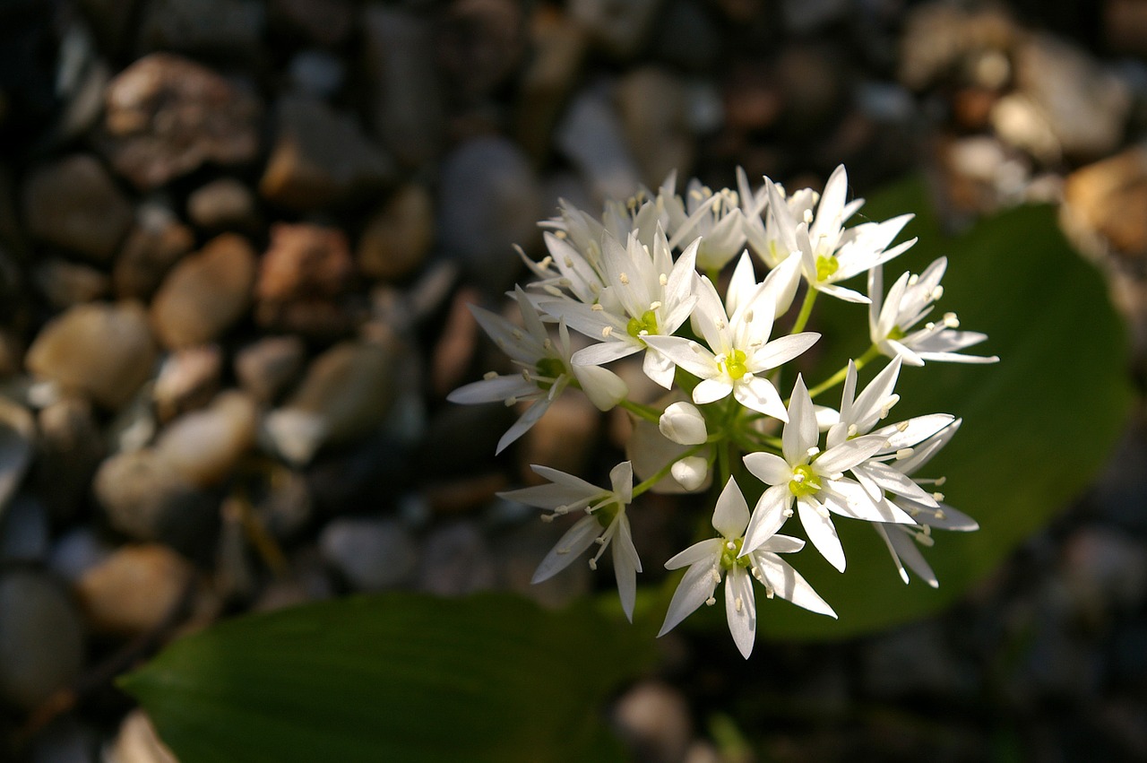 bear's garlic herbs bloom free photo