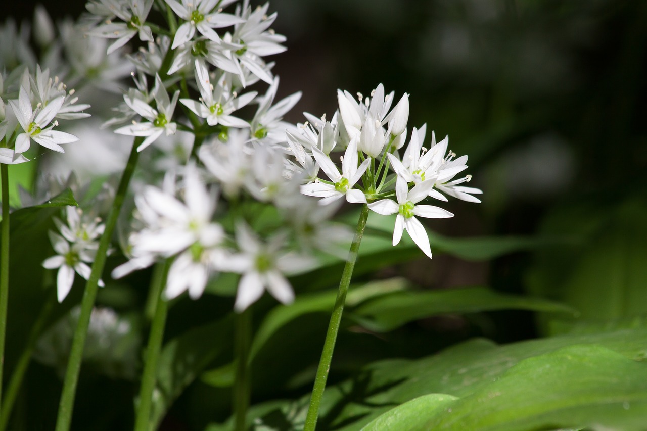 bear's garlic allium ursinum inflorescence free photo